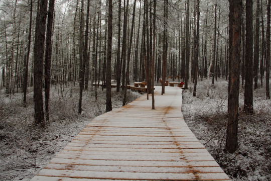 春雪