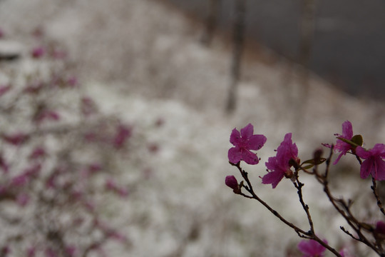 杜鹃迎雪