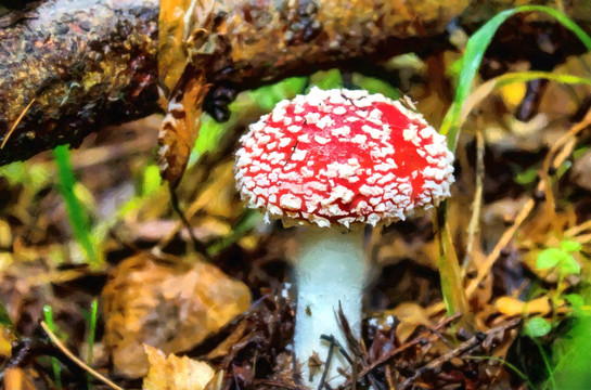 森林红色蘑菇装饰画