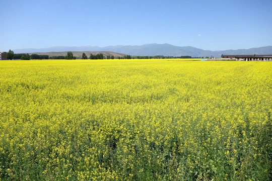 油菜花