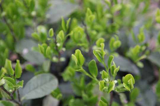 茶叶 鲜茶