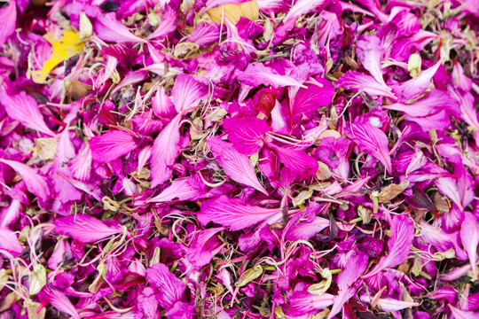 紫荆花花瓣堆