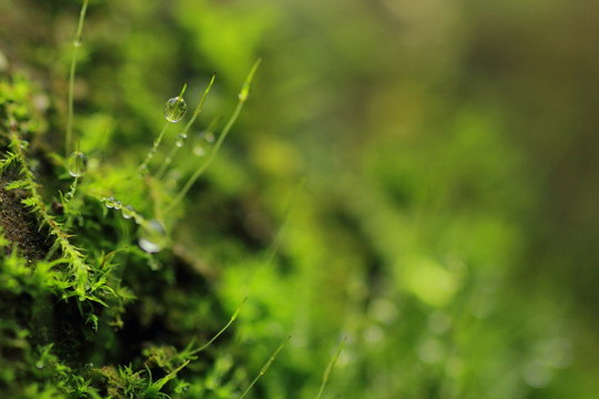 绿色 苔藓 水滴