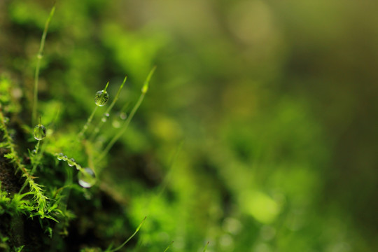 绿色 苔藓 水滴