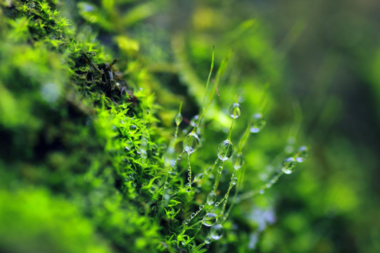 绿色 苔藓 水滴