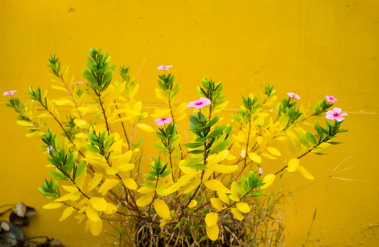 植物 花卉