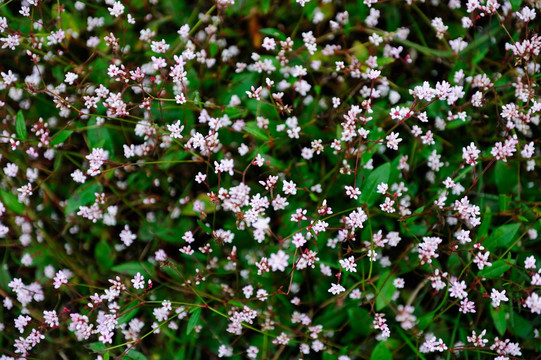 小花 野花