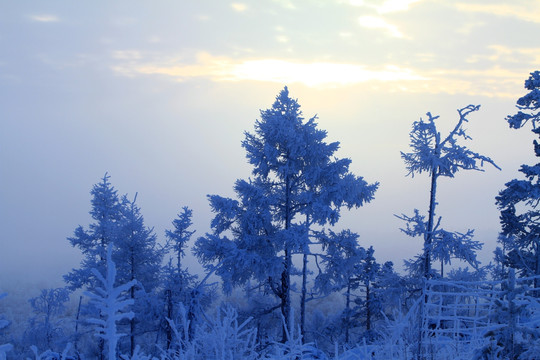 宁静的雪林