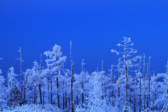 雪林夜景