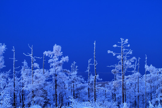 雪林夜景