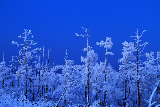 夜景雪林