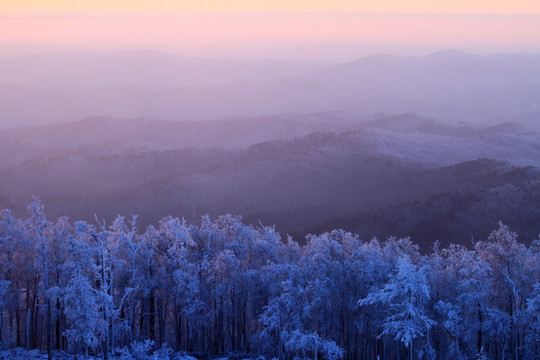 夕照雪林