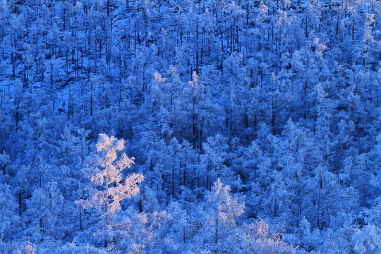 夕照雪林