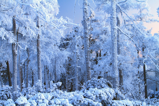 雪色松林