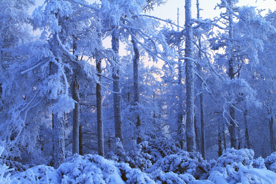 雪色松林