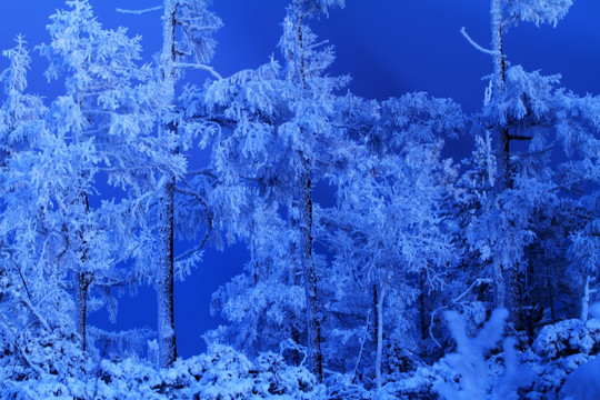 夜景雪林