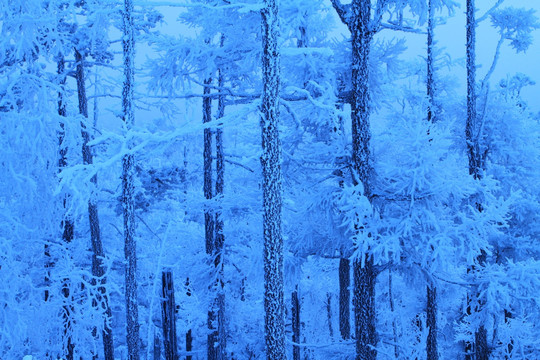 蓝调雪林