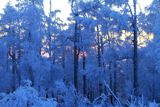 蓝调雪林