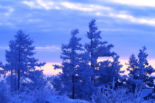 雪色森林