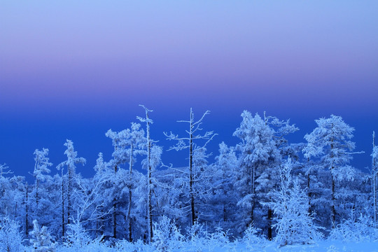 暮色雪林