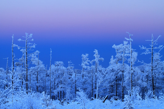 暮色雪林