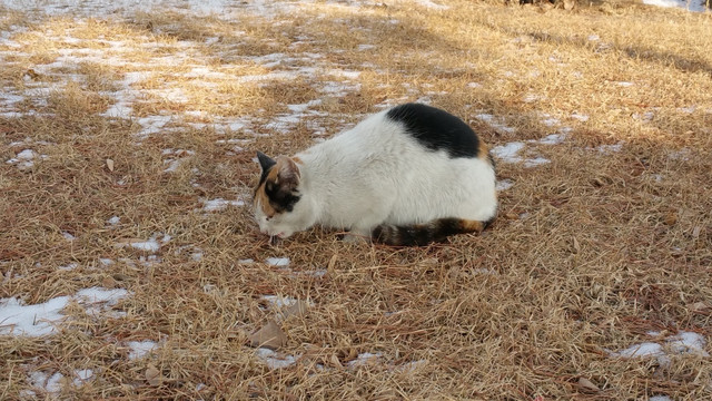 正在吃老鼠的猫