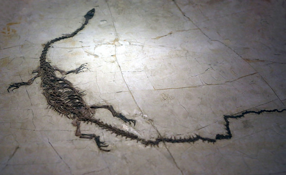 凌源潜龙化石