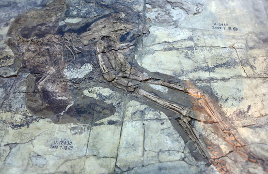 董氏尾翼龙化石
