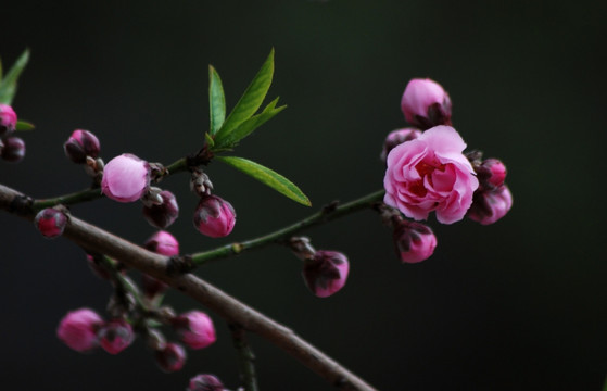 桃花