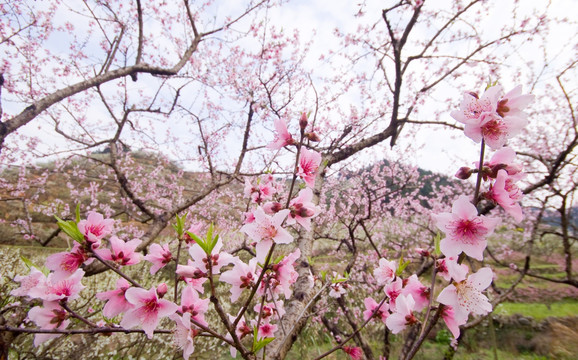 桃花