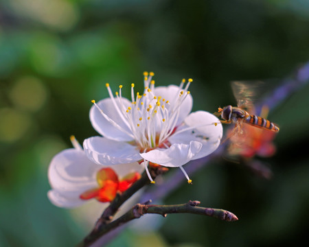 桃花