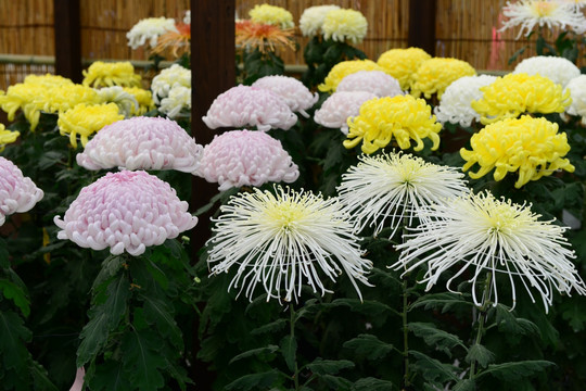 日本菊花