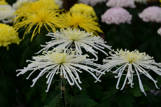 日本菊花