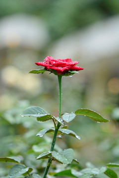 雨后的月季