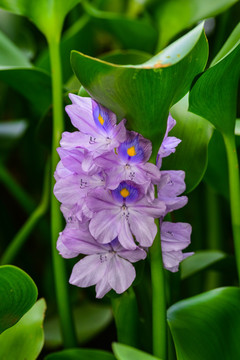 水葫芦花