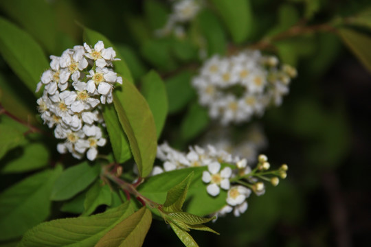 稠李子花