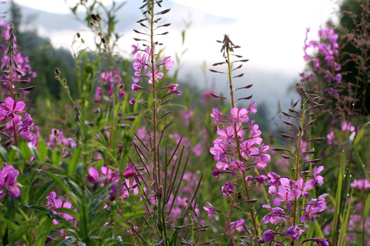 山花烂漫 柳兰花