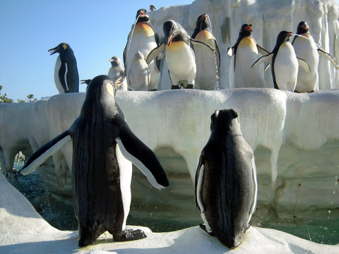 长隆企鹅酒店喷水池的企鹅