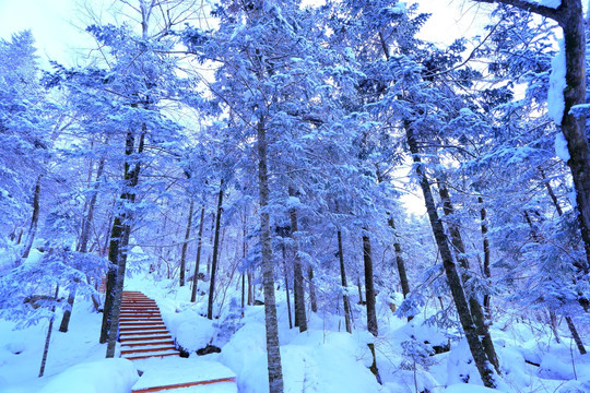 冰雪旅游