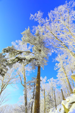 冰雪旅游