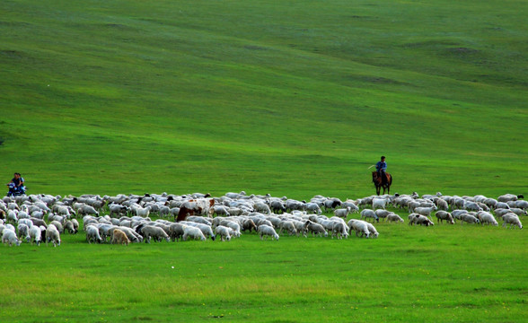 放牧的羊群 呼伦贝尔草原