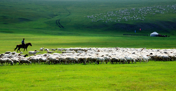 呼伦贝尔草原牧场 羊群 蒙古包