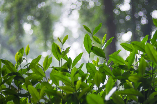 茶树 雨