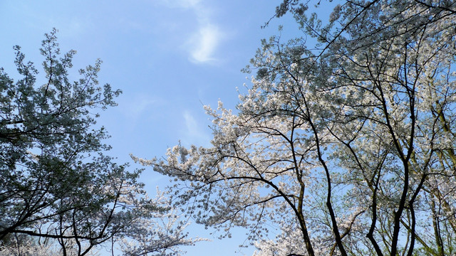 樱花 树