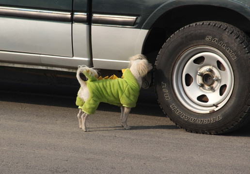 狗与车