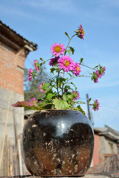 花卉 非洲菊