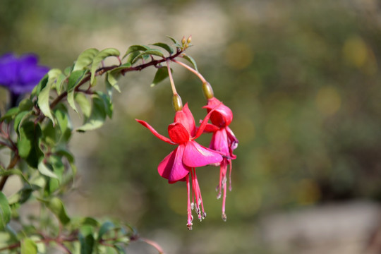 花卉 吊钟花