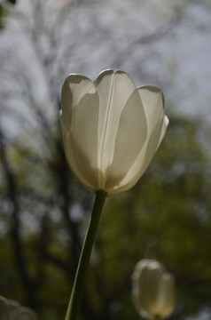 白色郁金香花