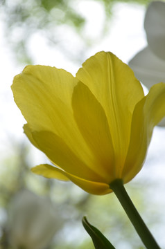 黄色郁金香花