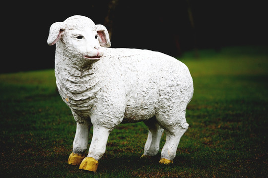 动物世界 喜羊羊